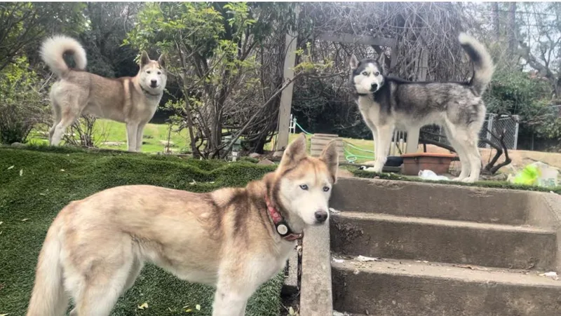 Marshmellow thumbnail 2