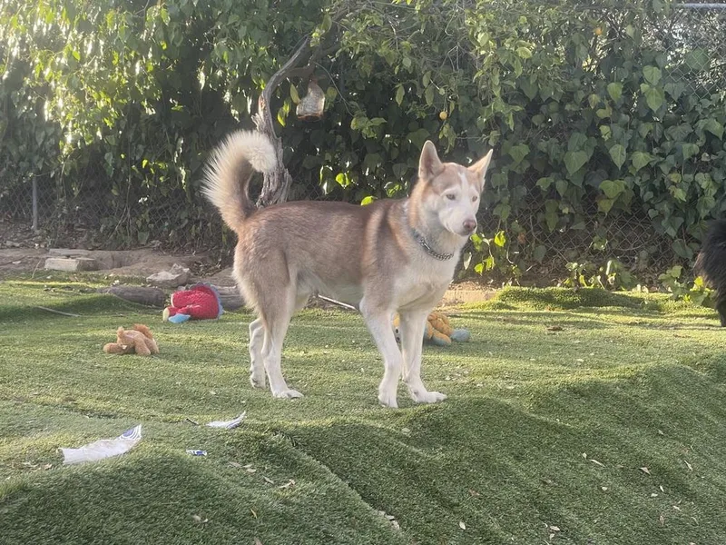 Marshmellow thumbnail 3