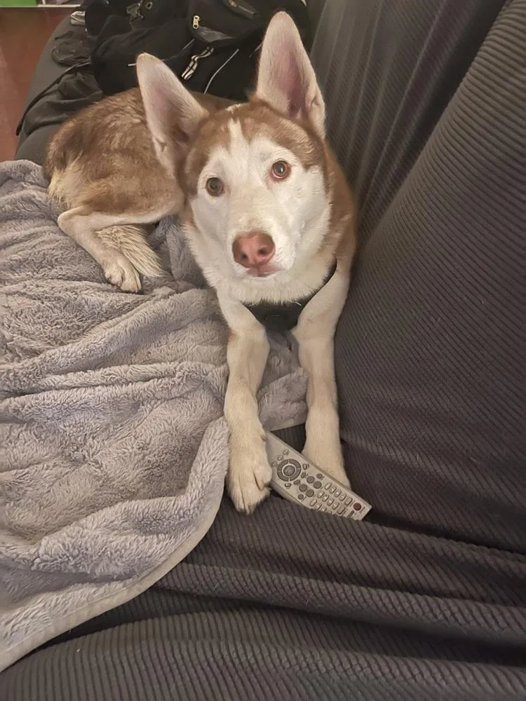 Marshmellow thumbnail 4