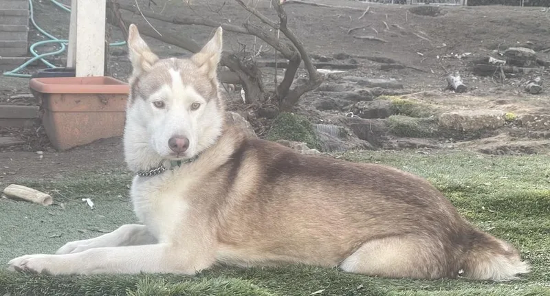 Marshmellow thumbnail 5