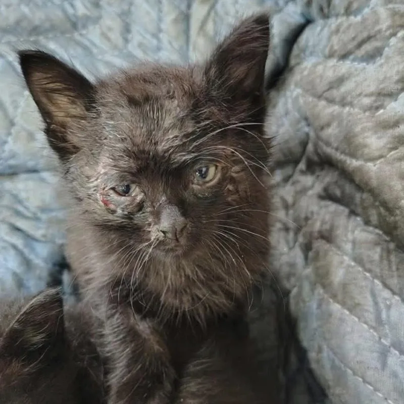 A baby small-sized female Black Domestic Short Hair cat named Ford for adoption in Monroe, MI