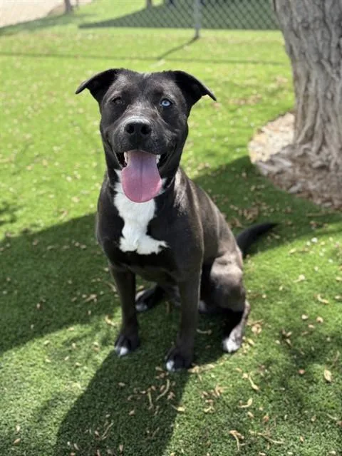 A young large-sized female Siberian Husky dog named Shyla for adoption in Castaic, CA