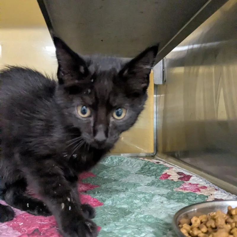 A baby small-sized male Black Domestic Short Hair cat named Obsidian for adoption in Huntsville, AR