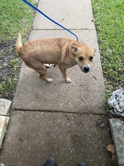 An adult large-sized female Mixed Breed dog named Carolina for adoption in Dallas, TX