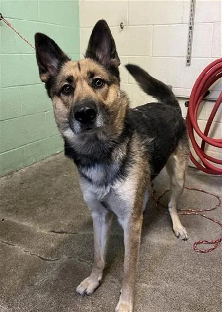 A young large-sized female Belgian Shepherd / Malinois dog named Weizen for adoption in Sacramento, CA