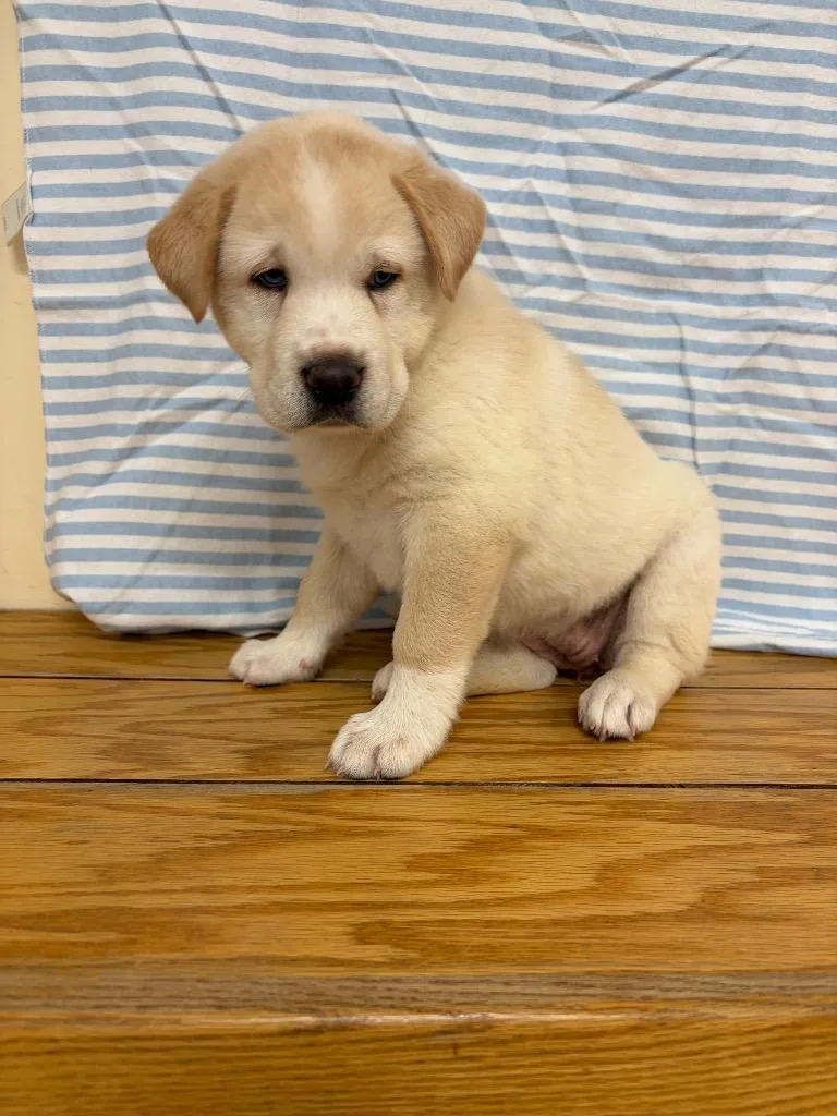 A baby medium-sized female Labrador Retriever dog named Yogi for adoption in Clinton, SC