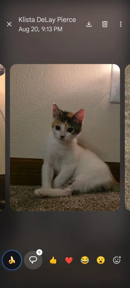 A baby small-sized female Black & White / Tuxedo Domestic Short Hair cat named Minnie for adoption in Thatcher, AZ