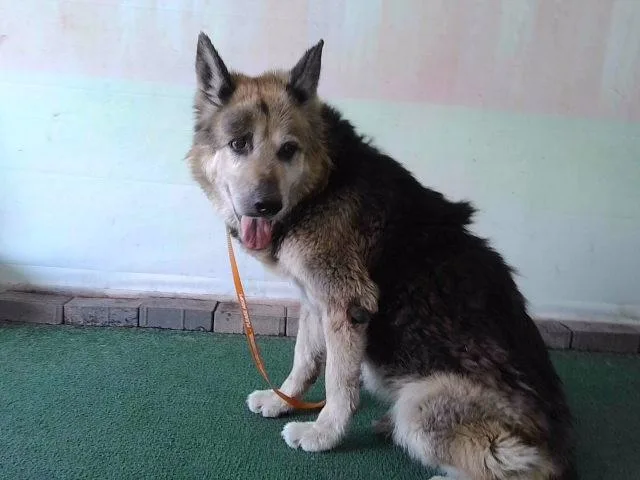 A senior large-sized female German Shepherd Dog dog named Queen for adoption in Baldwin Park, CA