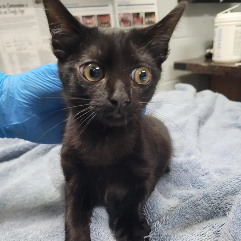 An adult large-sized female Black Domestic Short Hair cat named Cady for adoption in Summerville, SC
