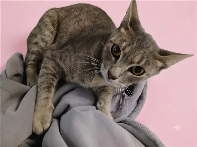 A young large-sized female Domestic Short Hair cat named Tina for adoption in Los Angeles, CA
