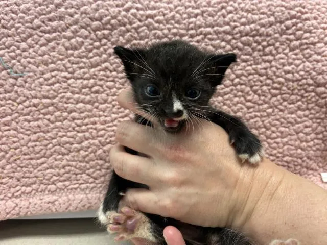A baby small-sized male Domestic Short Hair cat named Marcel for adoption in Pensacola, FL