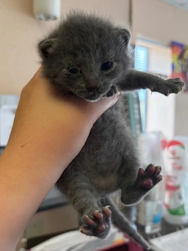 A baby large-sized female Domestic Short Hair cat named Cherry for adoption in Lockhart, TX