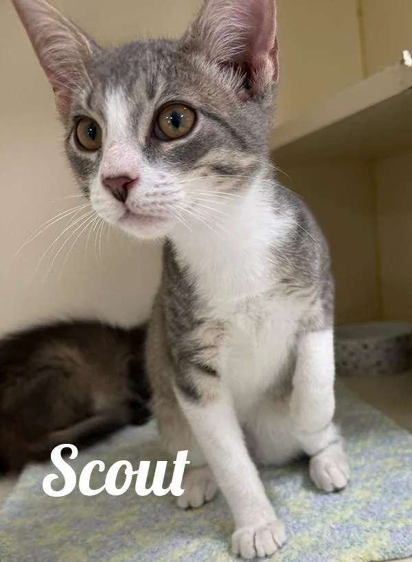 A young medium-sized male Buff & White Domestic Short Hair cat named Scout for adoption in Manistee, MI
