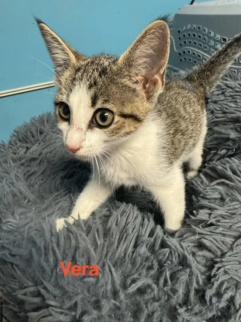 A baby small-sized female White American Shorthair cat named Vera for adoption in Shrewsbury, MA