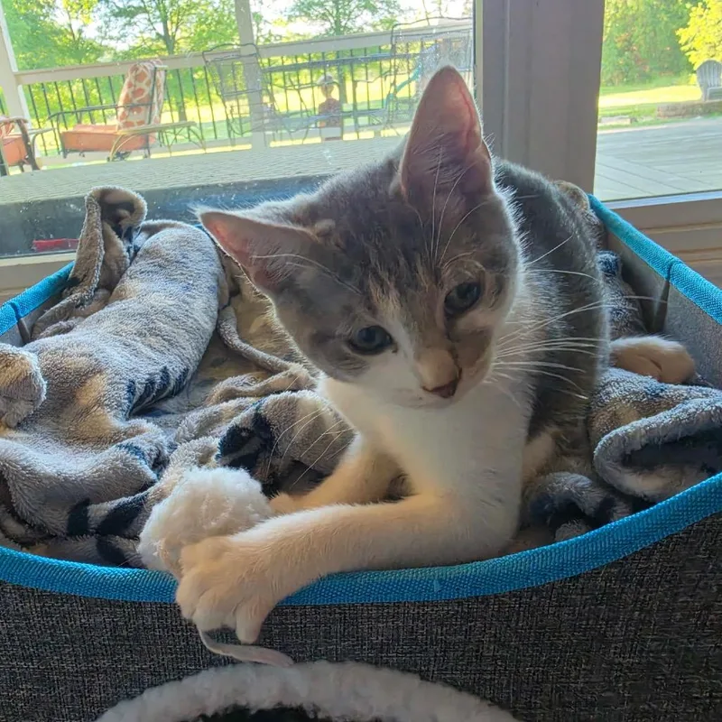 A baby small-sized male Gray / Blue / Silver Domestic Short Hair cat named Bugs for adoption in La Grange, KY
