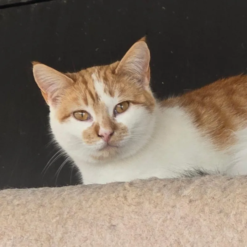 A young medium-sized female Orange / Red Domestic Short Hair cat named Cayenne for adoption in Leander, TX