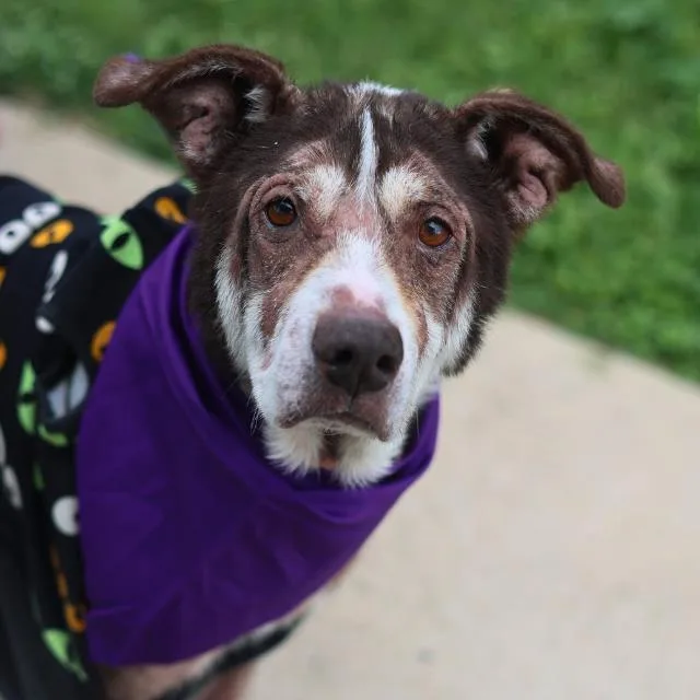 An adult large-sized female Shepherd dog named Aria for adoption in San Antonio, TX