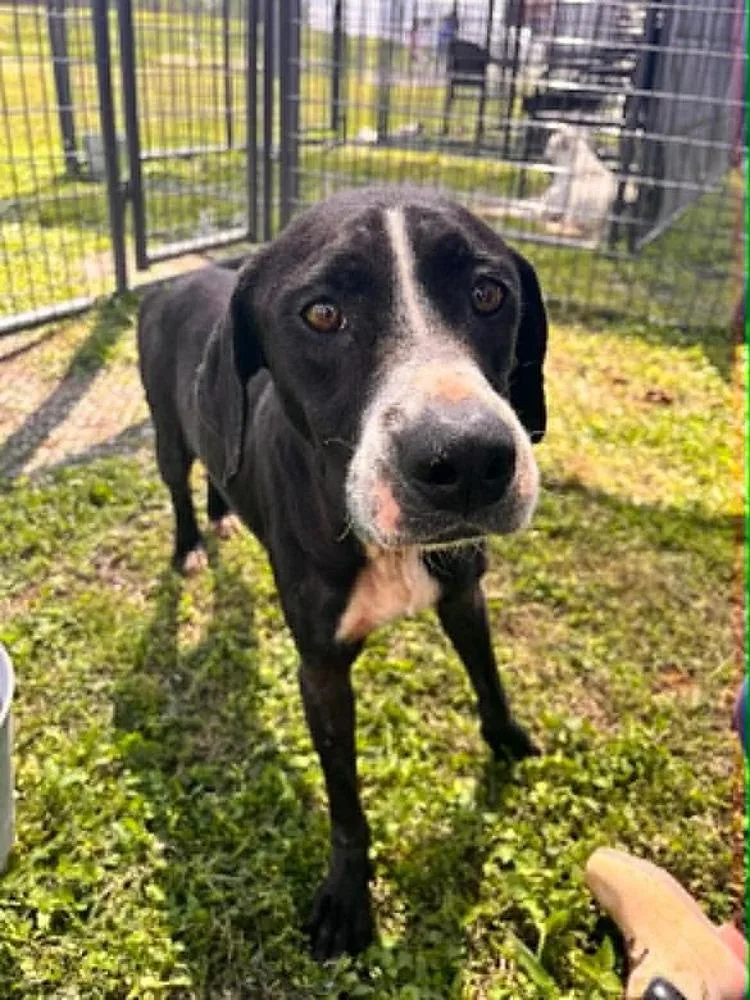 A young medium-sized female Tricolor (Brown, Black, & White) Mixed Breed dog named Callie for adoption in Scott, LA