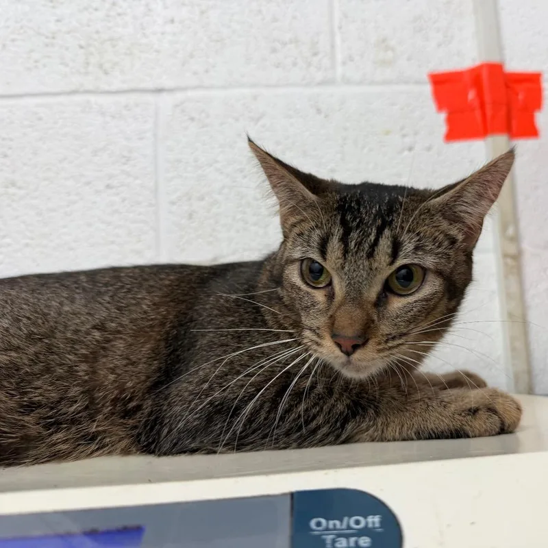 An adult medium-sized female Gray / Blue / Silver Domestic Short Hair cat named Quiche for adoption in Edinburg, TX