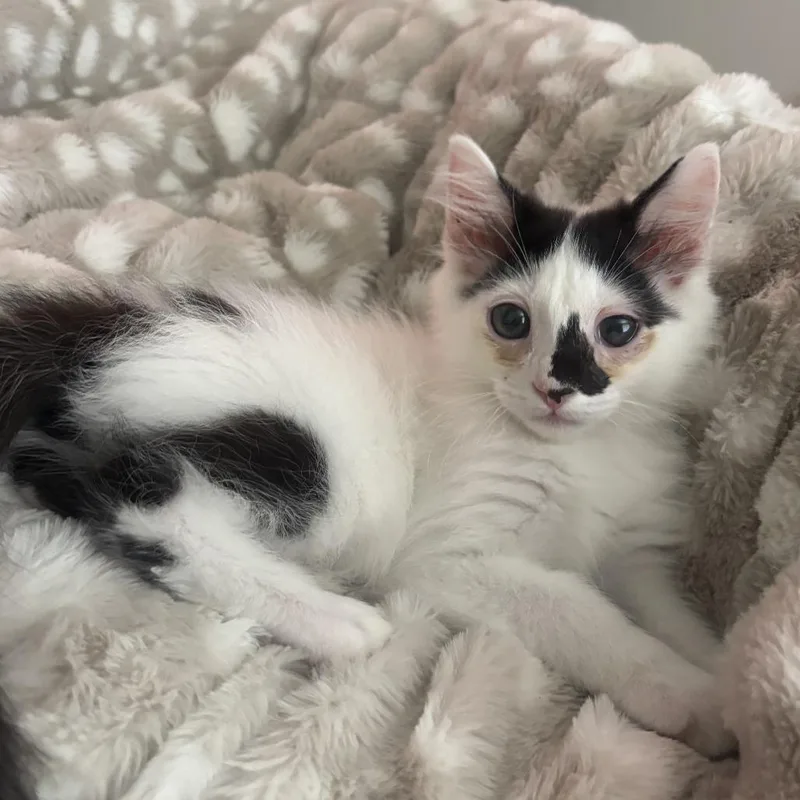 A baby small-sized female White Domestic Short Hair cat named Sweet Pea for adoption in Long Beach, CA