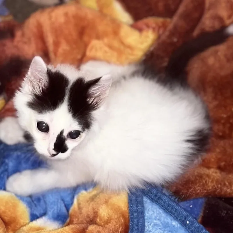 Sweet Pea thumbnail 2