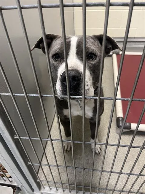 A young large-sized female Pit Bull Terrier dog named Pawsanova for adoption in West Valley City, UT