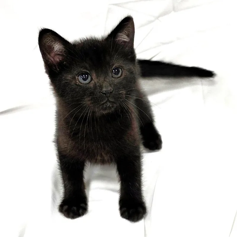 A baby small-sized male Black Domestic Short Hair cat named Slim for adoption in Michigan City, IN