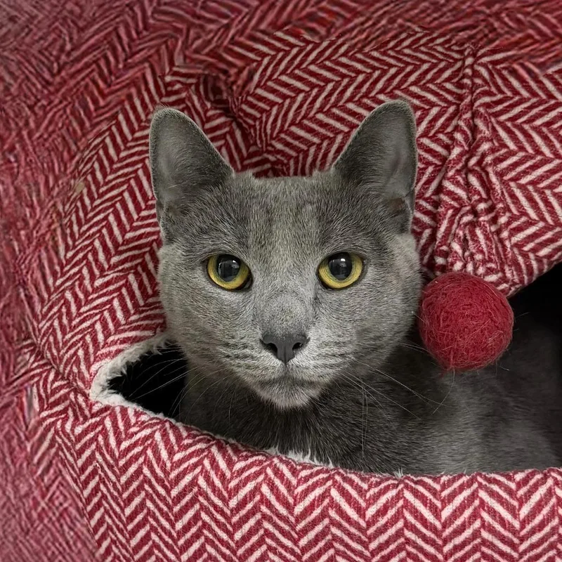 A young small-sized female Domestic Short Hair cat named Willow for adoption in State College, PA
