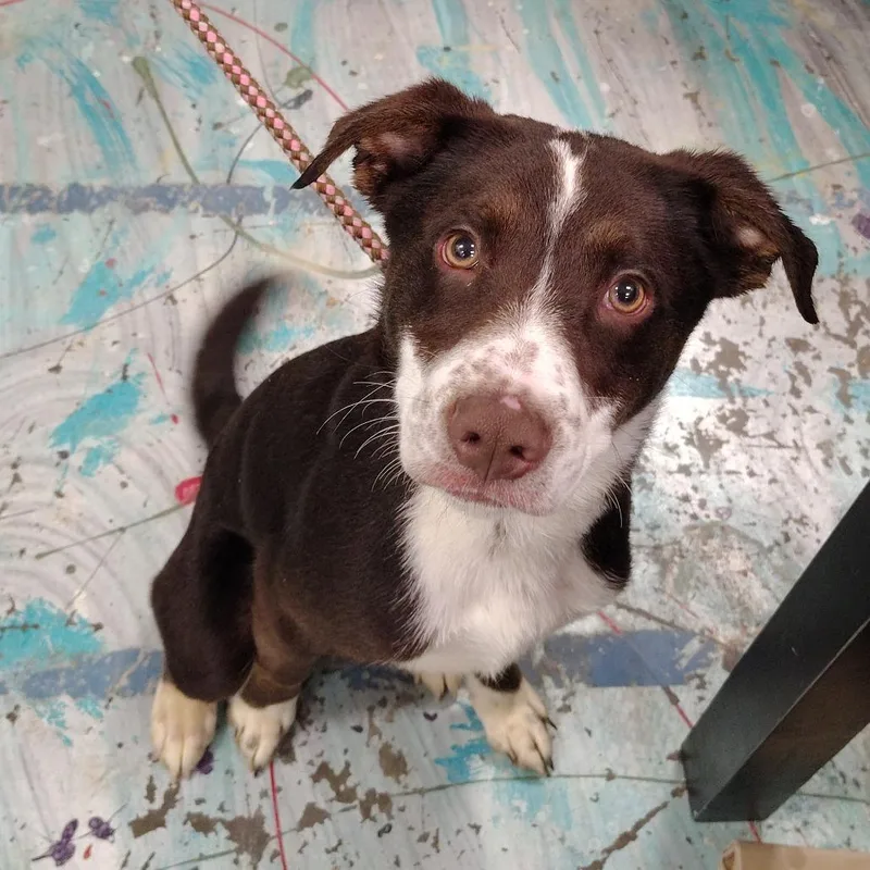 A baby medium-sized male Brown / Chocolate Border Collie dog named River for adoption in Coos Bay, OR