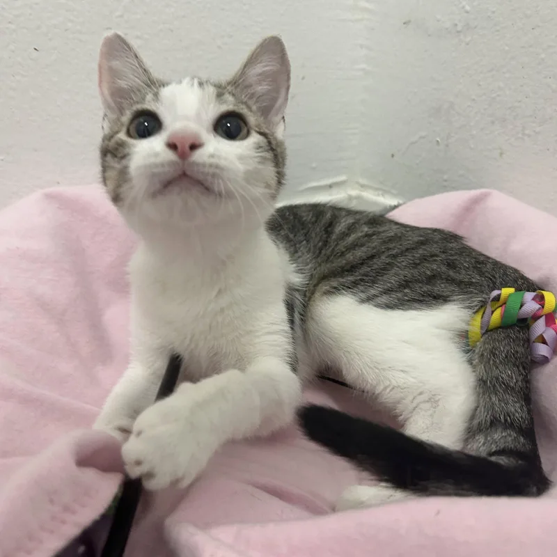 A baby medium-sized female Tabby cat named Haven for adoption in Garland, TX