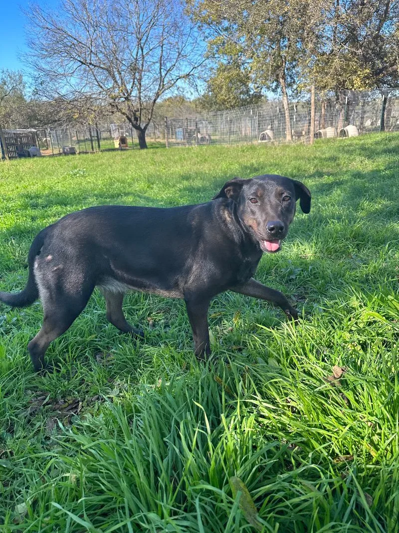 An adult large-sized female Black Mixed Breed dog named Penny for adoption in Seguin, TX
