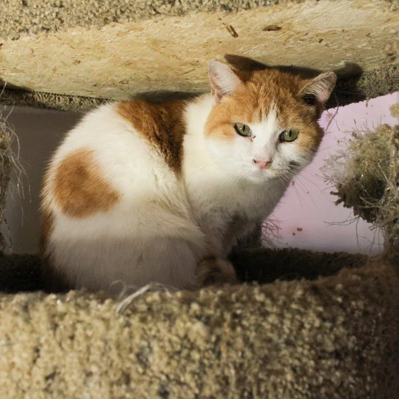 An adult large-sized female Domestic Medium Hair cat named Sashay for adoption in Billings, MT