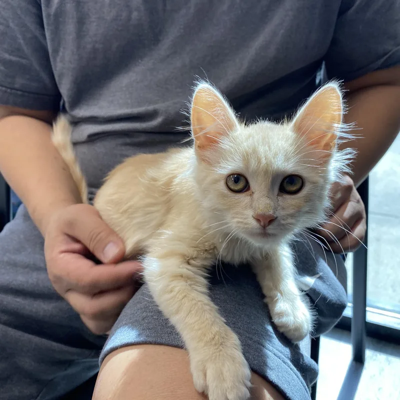 A baby small-sized male Buff / Tan / Fawn Domestic Medium Hair cat named Andrew for adoption in Elk Grove, CA