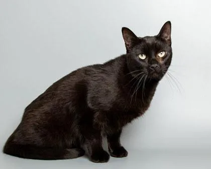 A young small-sized male Domestic Short Hair cat named Stuart for adoption in Longmont, CO
