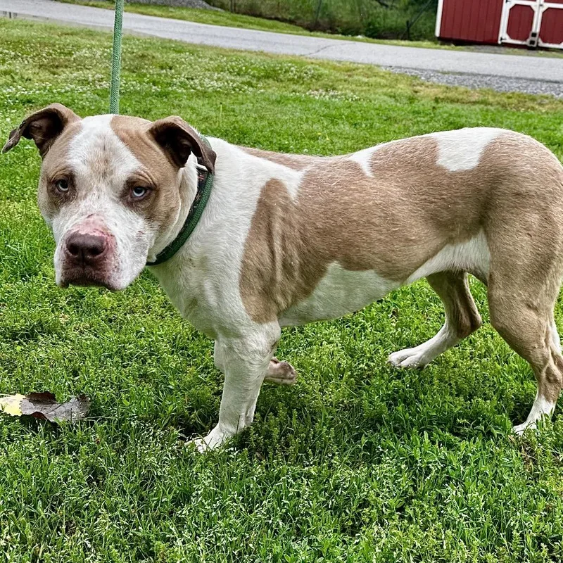 An adult large-sized female Pit Bull Terrier dog named Skye for adoption in Warrensburg, MO