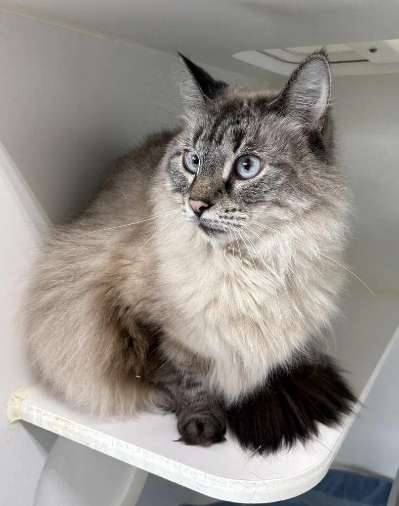 An adult large-sized female Buff / Tan / Fawn Domestic Medium Hair cat named Bella for adoption in Rochester, IN