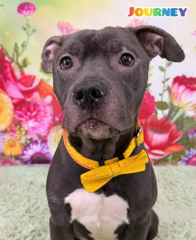 An adult medium-sized male Black Mixed Breed dog named Journey for adoption in Flint, MI