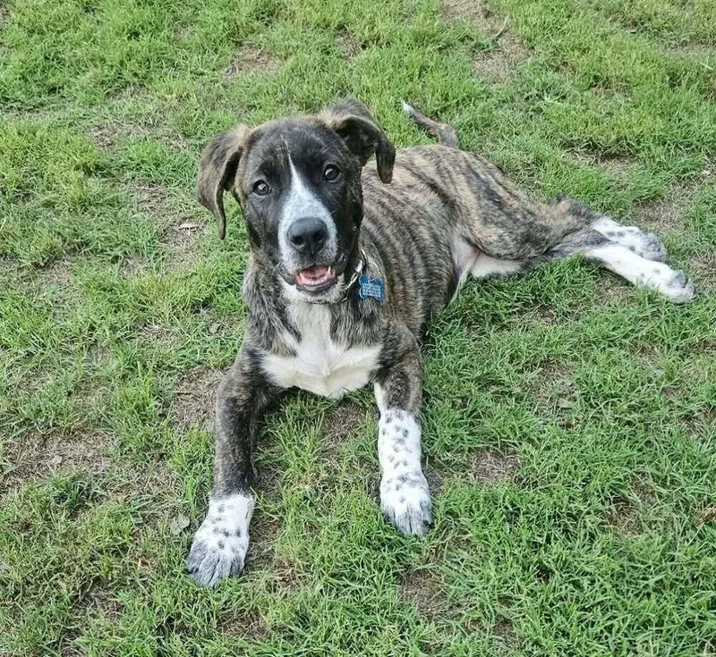 A baby medium-sized female Mastiff dog named Katie for adoption in Longview, TX