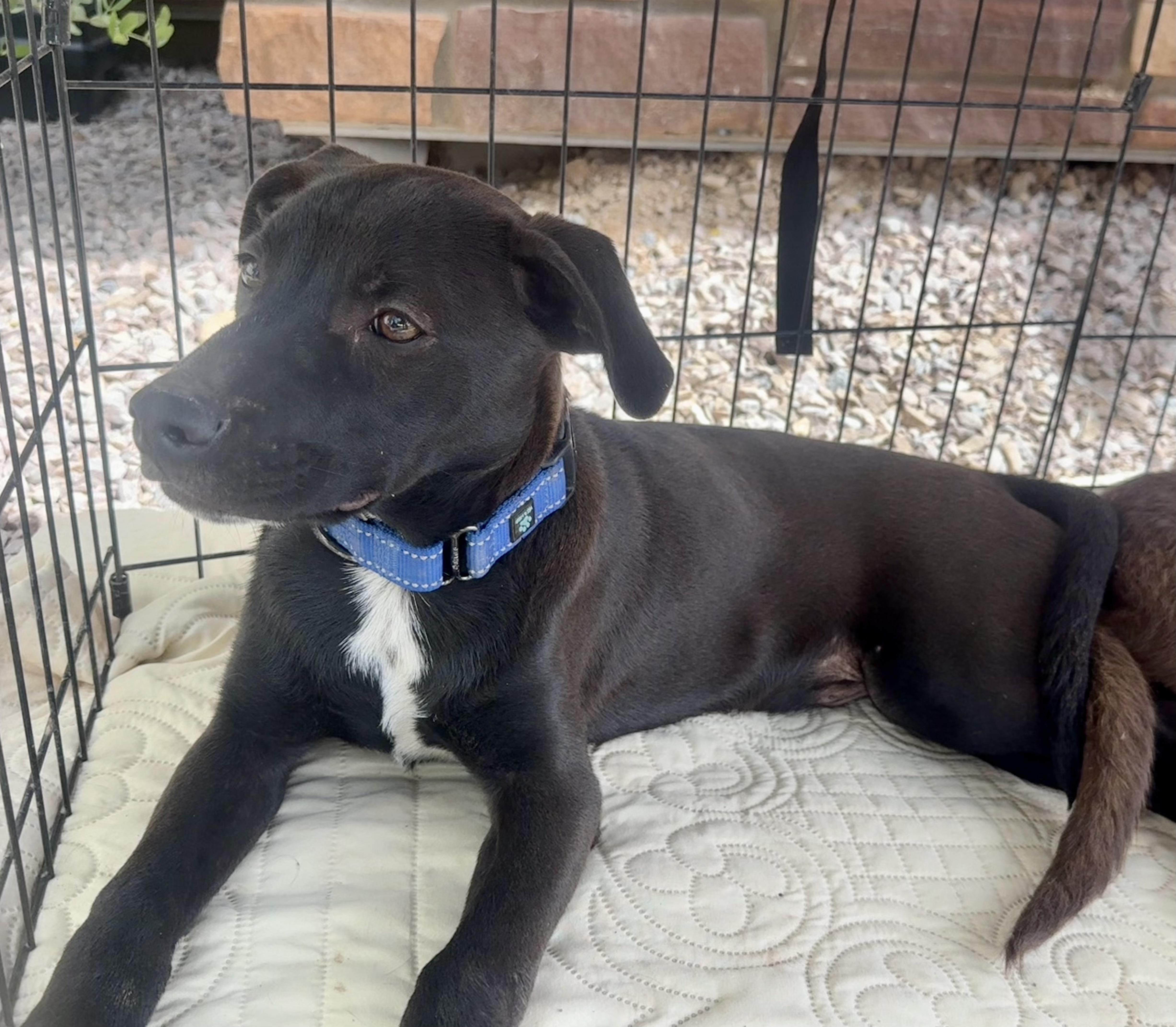 A young medium-sized male Labrador Retriever dog named Guinness for adoption in Tucson, AZ