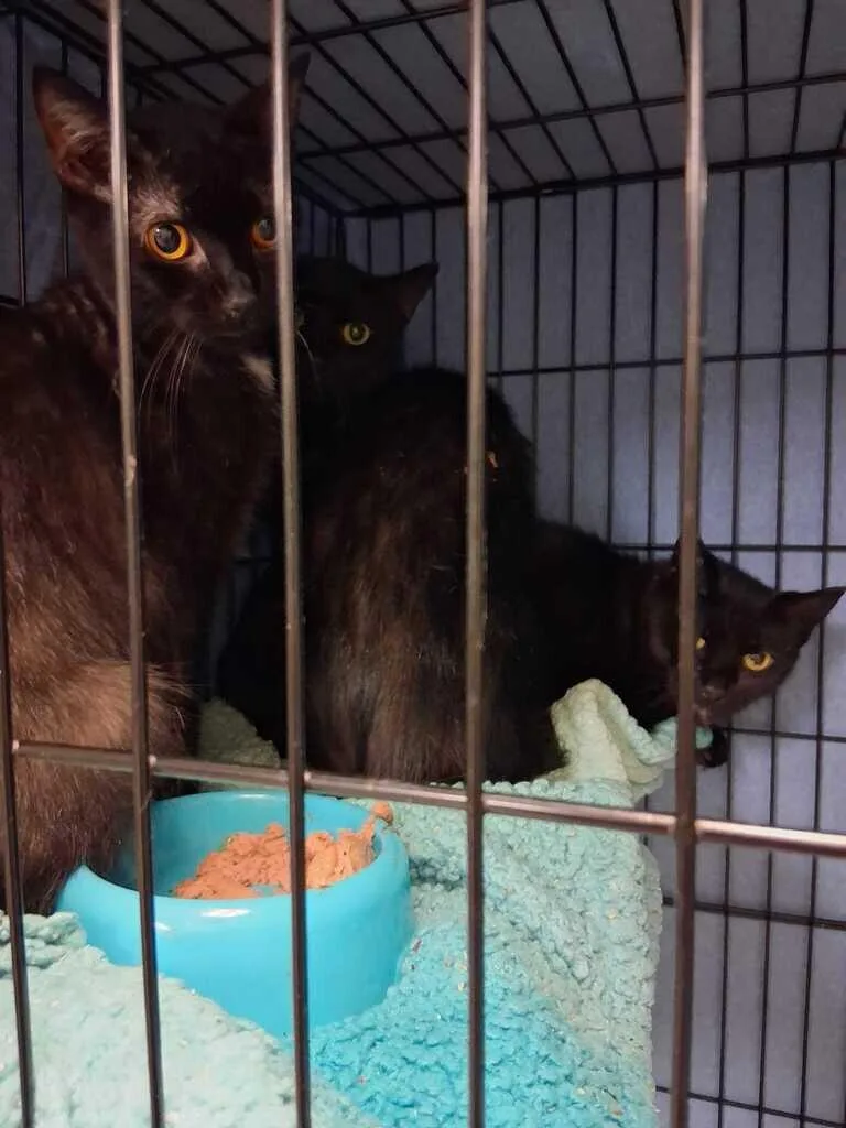 An adult small-sized male Tabby (Brown / Chocolate) Domestic Short Hair cat named Colossal for adoption in Cincinnati, OH
