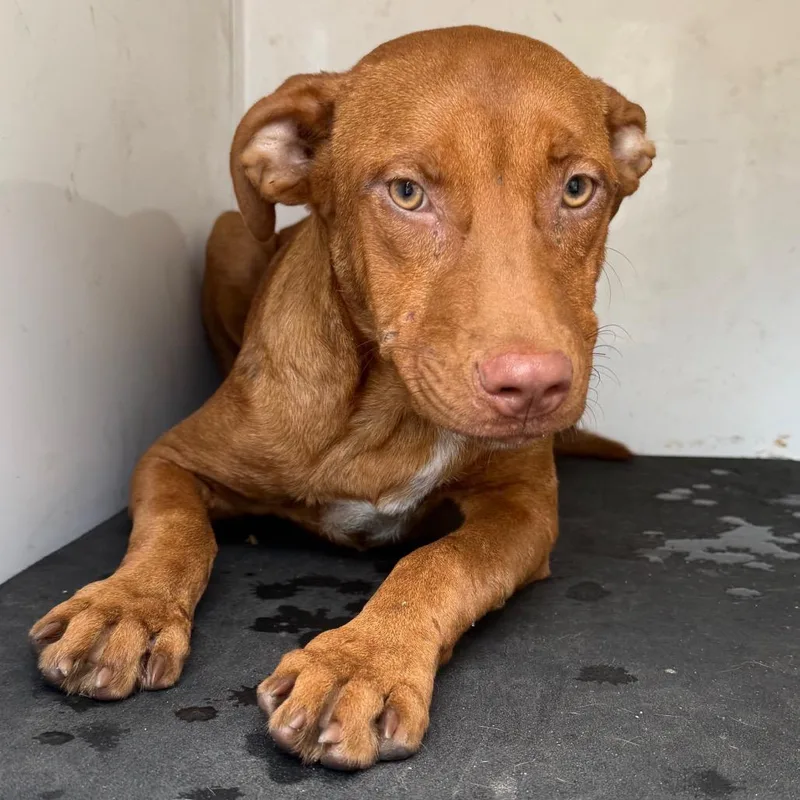 A young medium-sized male Red / Chestnut / Orange Mixed Breed dog named John Wayne for adoption in Pine Bluff, AR