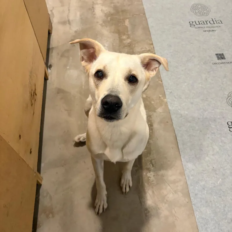An adult large-sized female Yellow / Tan / Blond / Fawn Mixed Breed dog named Ella for adoption in Houston, TX