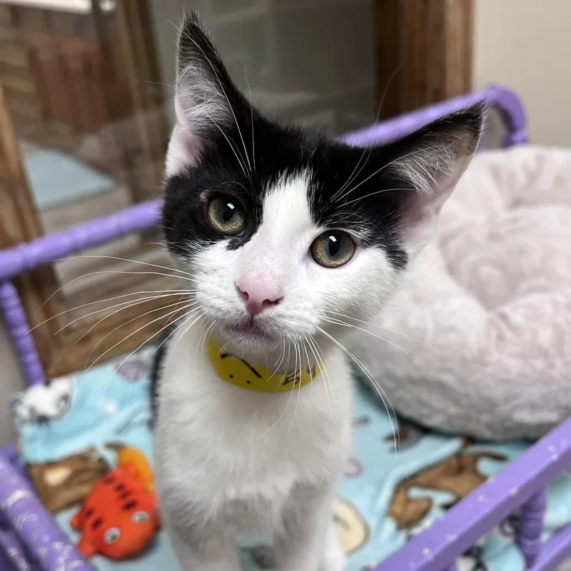 A baby small-sized female Black Domestic Short Hair cat named Ruby for adoption in Arlington Heights, IL