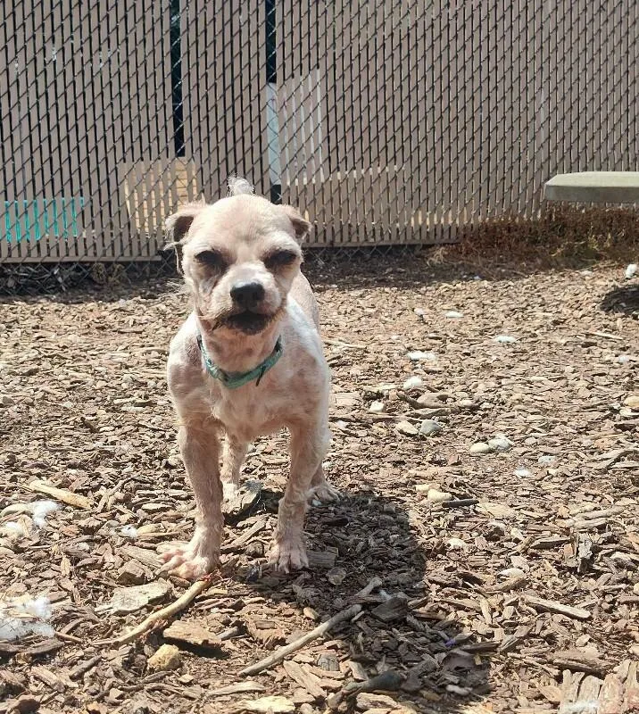 An adult small-sized male Yellow / Tan / Blond / Fawn Mixed Breed dog named Muffin for adoption in Cincinnati, OH