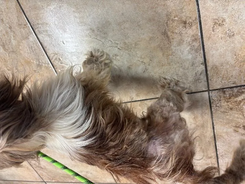 Muffin thumbnail 4
