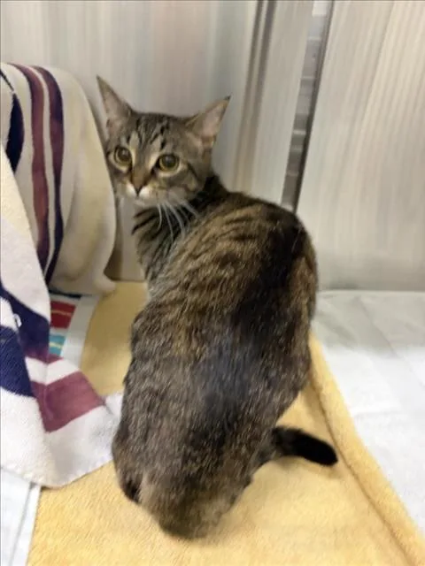 A young small-sized male Domestic Short Hair cat named Aladdin for adoption in Derwood, MD