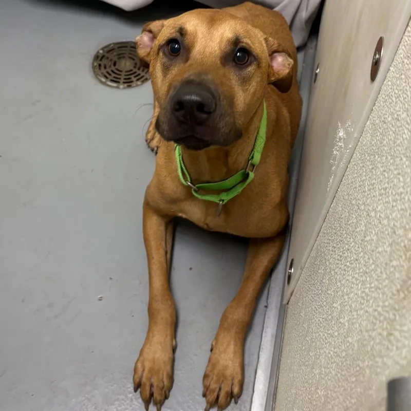 An adult medium-sized male Brown / Chocolate Mixed Breed dog named Nico for adoption in DeKalb, IL