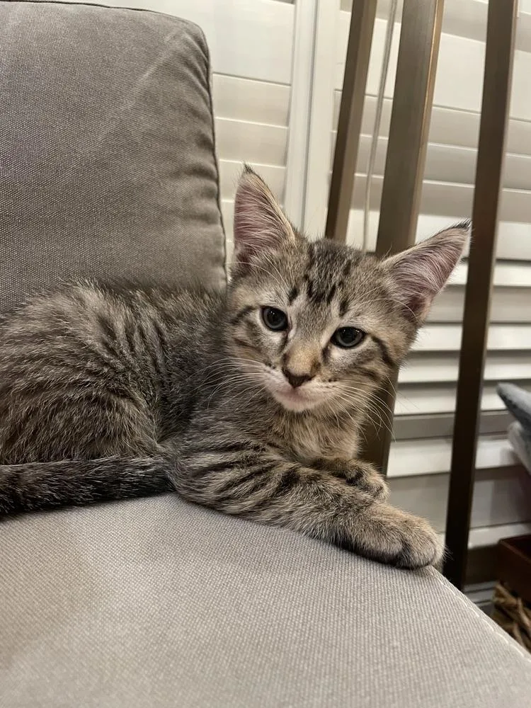 A baby small-sized female Domestic Short Hair cat named Hot Tamale for adoption in Dallas, TX