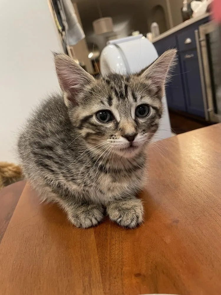 Hot Tamale thumbnail 2