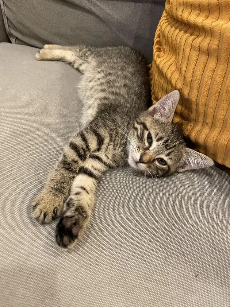 Hot Tamale thumbnail 3